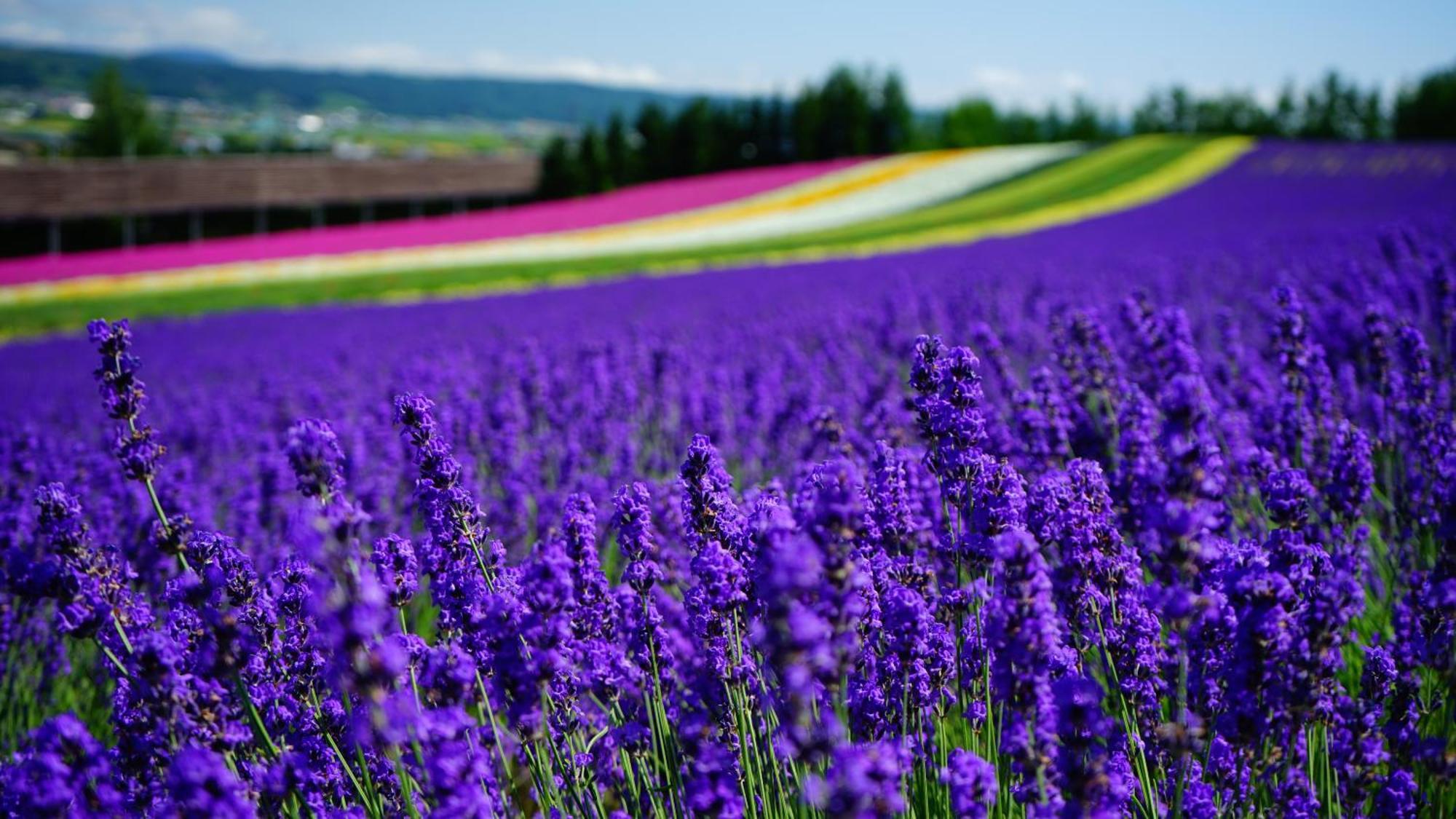 Furano Natulux Hotel Esterno foto